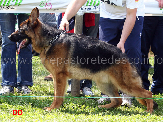 indio-di-casa-nobili-07.jpg - Indio di Casa Nobili 1 MB Cuccioloni maschi