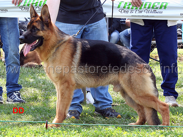 ozi-di-casa-ardigo-02.jpg - Ozi di Casa Ardigò 4 MB Cuccioloni maschi