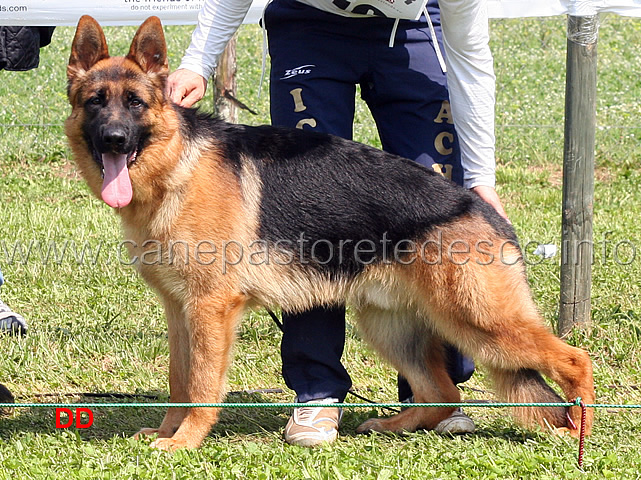 quanto-della-genia-osca-05.jpg - Quanto della Genia Osca 2 MB Cuccioloni maschi