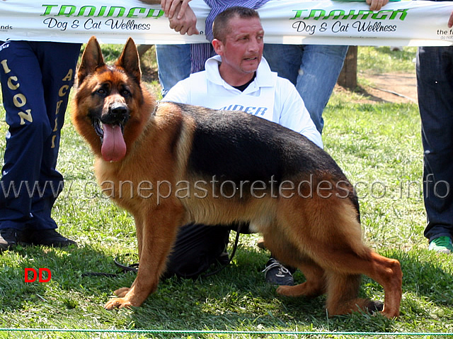 quantum-degli-iapigi-05.jpg - Quantum degli Iapigi 4 MB Cuccioloni maschi