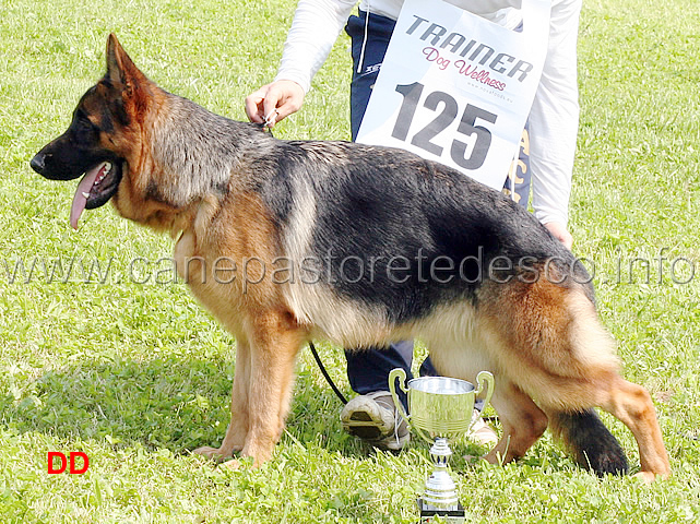 stella-von-grafebrunn-06.jpg - Stella von Grafenbrunn 2 MB Cucciolone femmine