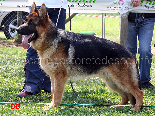 uzo-degli-iapigi-03.jpg - Uzo degli Iapigi 5 MB Cuccioloni maschi