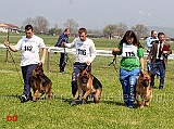 indio-di-casa-nobili-quanto-della-genia-osca-leo-dell-alto-pino