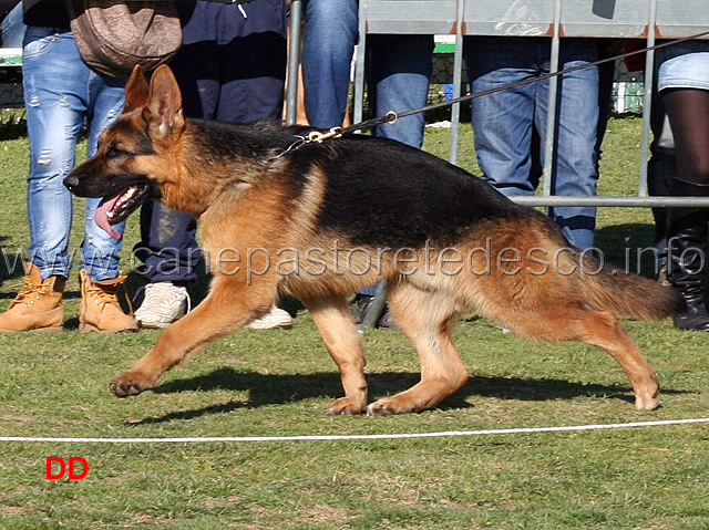 artu-degli-achei-03.jpg - Giovanissimi maschi. Artù degli Achei