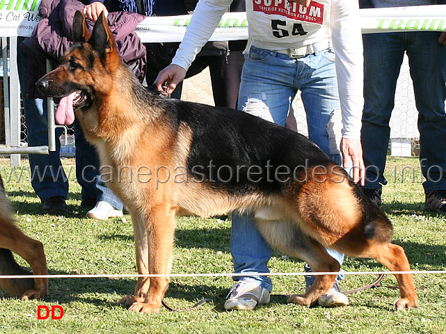 bosl-del-frutteto-03.jpg - Giovanissimi maschi. 10 MB Bosl del Frutteto