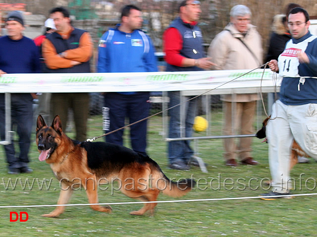 boss-del-monte-poliziano.jpg - Adulti maschi  Boss del Monte Poliziano