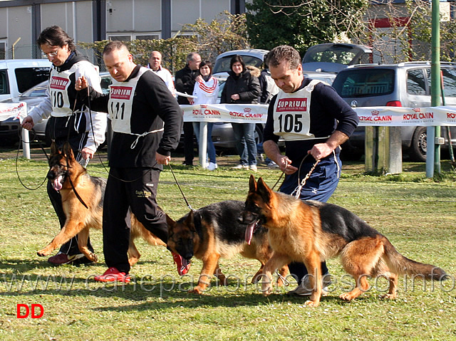 cucciolone-femmine.jpg - Cucciolone femmine Sally di Catacium, Mora dei Colli di Uzzano, Nera Blackhof