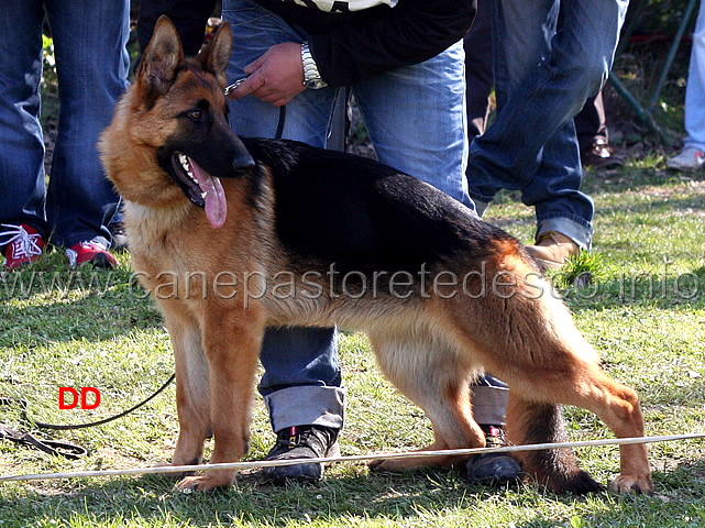 eva-di-casa-ines-03.jpg - Cucciolone femmine 4 MB Eva di Casa Ines