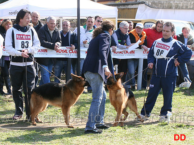 giovanissime-02.jpg - Giovanissime femmine. Il giudice Margit Van Dorssen controlla l'equilibrio caratteriale dei soggetti in gara