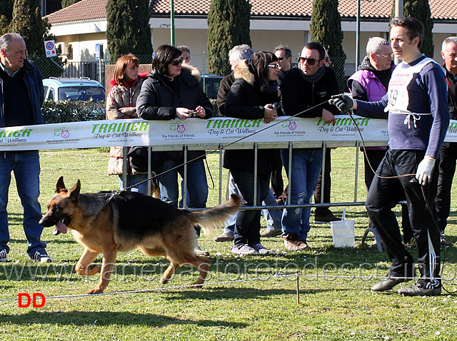 golia-di-ripoli.jpg - Giovanissimi maschi Golia di Ripoli