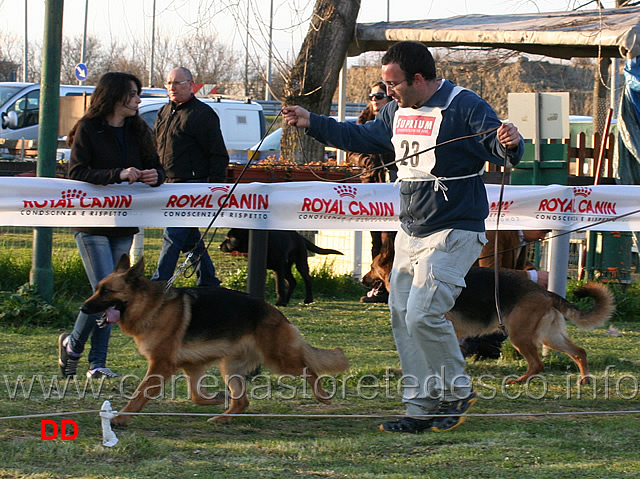 ivy-di-ripoli-e-zizou-di-casa-ralli.jpg - Adulte femmine Ivy di Ripoli e Zizou di Casa Ralli