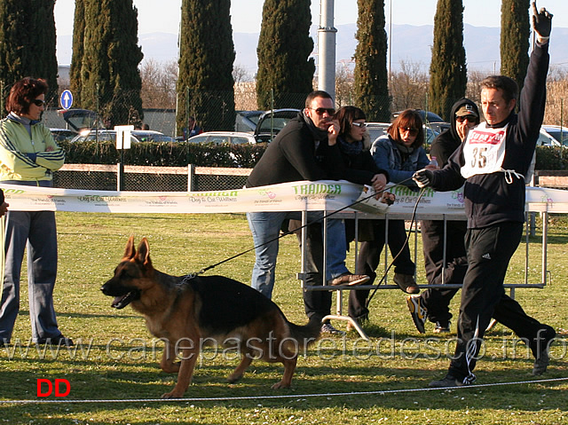 leon-di-ripoli.jpg - Giovani maschi Leon di Ripoli