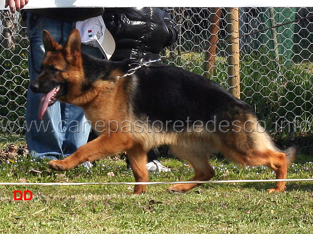 mora-dei-colli-di-uzzano-02.jpg - Cucciolone femmine Mora dei Colli di Uzzano