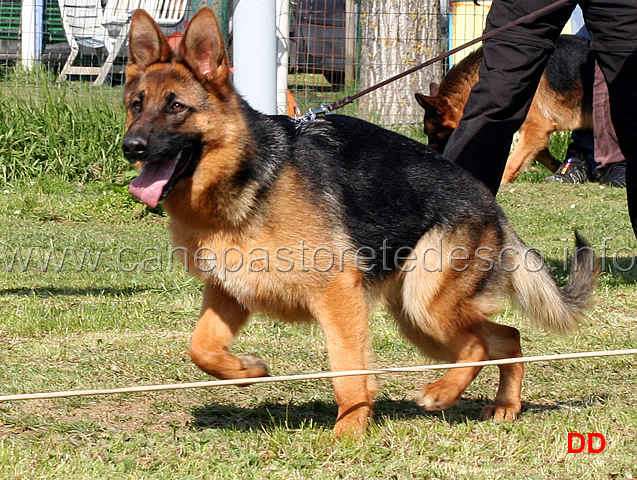 mora-dei-colli-di-uzzano-04.jpg - Cucciolone femmine Mora dei Colli di Uzzano