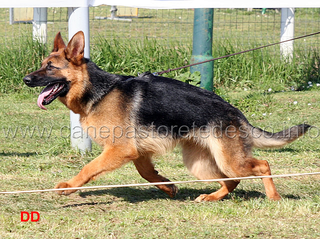 mora-dei-colli-di-uzzano-06.jpg - Cucciolone femmine Mora dei Colli di Uzzano