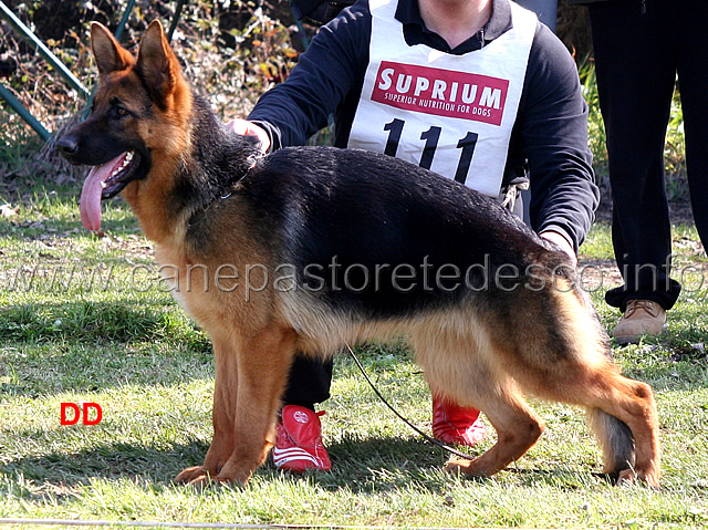 mora-dei-colli-di-uzzano-07.jpg - Cucciolone femmine 2 MB Mora dei Colli di Uzzano