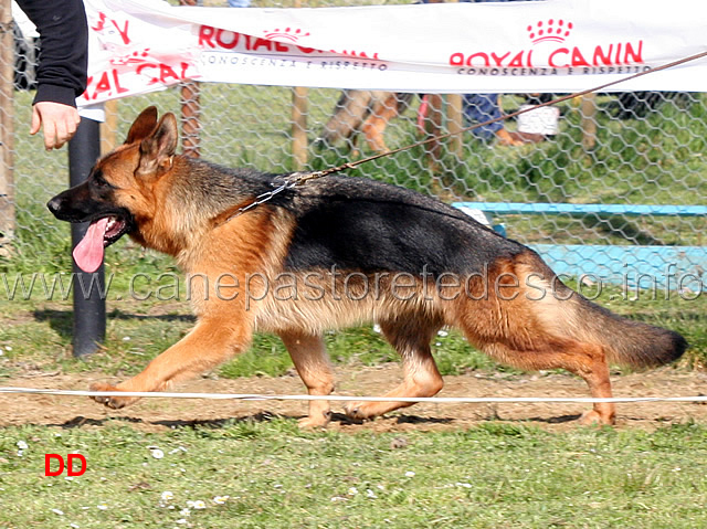 nera-blackhof-02.jpg - Cucciolone femmine Nera Blackhof