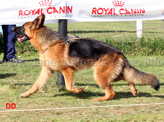 nera-blackhof-03.jpg - Cucciolone femmine Nera Blackhof