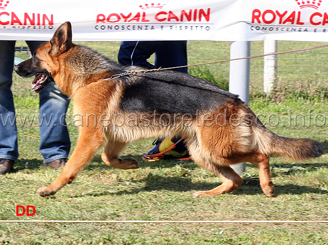 nera-blackhof-04.jpg - Cucciolone femmine Nera Blackhof