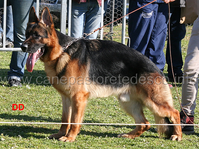 nico-di-casa-farina-04.jpg - Giovanissimi maschi.9 MB Nico di Casa Farina