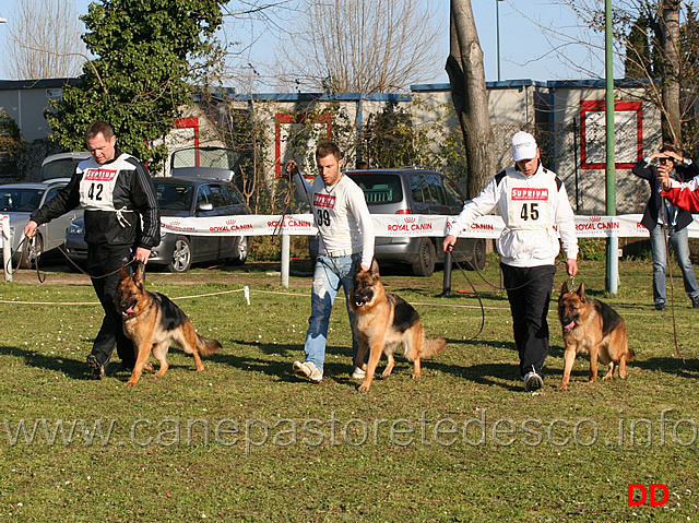 pink-ira-ada.jpg - Giovani femmine Pink von der Baiertalerstrasse,  Gerry Val Ira e Ada della Valle del Seveso