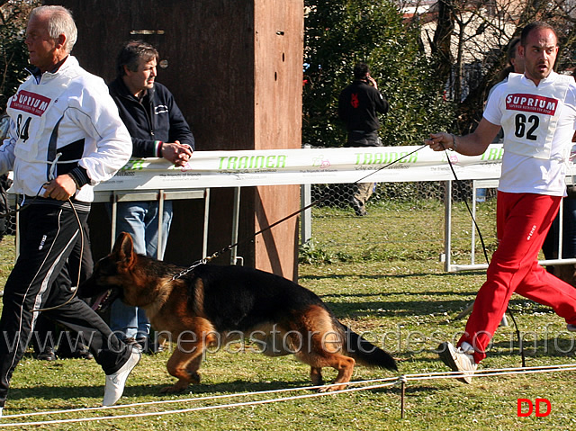 quinn-di-casa-gregori-02.jpg - Giovanissimi maschi. Quinn di Casa Gregori