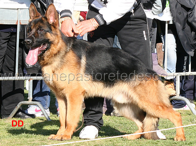 ramos-di-belpoggio-04.jpg - Giovanissimi maschi. 2 MB Ramos di Belpoggio