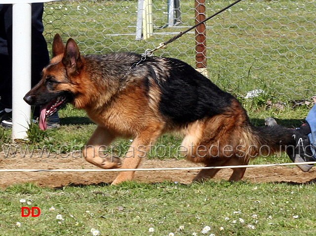 tricksie-del-monte-poliziano-02.jpg - Giovanissime femmine Tricksie del Monte Poliziano