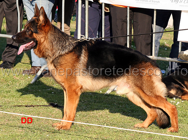 ursus-goldenen-strand-05.jpg - Giovani maschi 2 MB Ursus Goldenen Strand