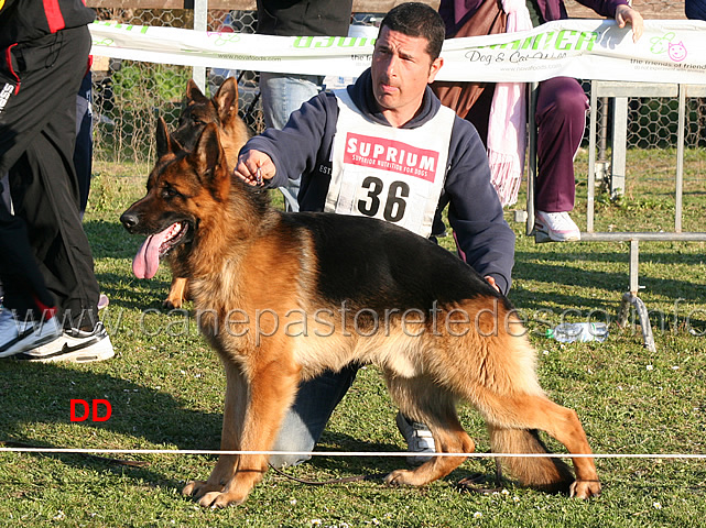 vasco-dei-colli-albani-04.jpg - Giovani maschi 6 MB  Vasco dei Colli Albani