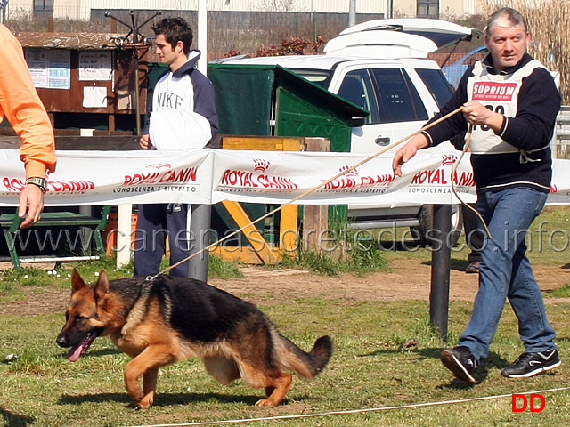 xita-di-casa-max.jpg - Cucciolone femmine Xita di Casa Max