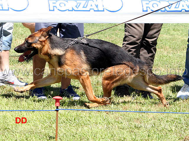 ira-degli-iapigi-03.jpg - Cucciolone femmine Ira degli Iapigi