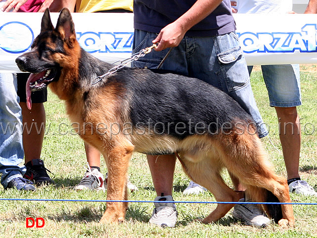 porto-zum-gigelfelsen-1MB-cuccioloni-maschi-.jpg - Cuccioloni maschi Porto zum Gigelfelsen 1 MB