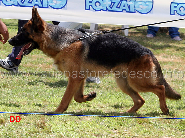 roy-del-reventino-04.jpg - Cuccioloni maschi Roy del Reventino