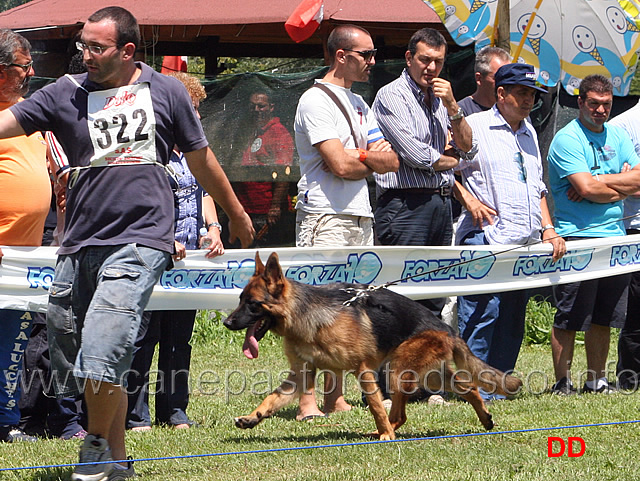 roy-del-reventino.jpg - Cuccioloni maschi Roy del Reventino