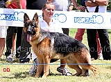 vinci-della-grande-medina-4MB-cuccioloni-maschi-