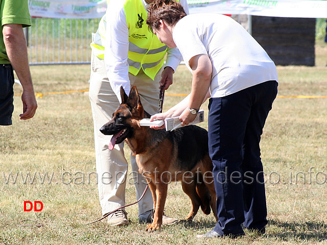 adulte-femmine-controllo-microchip.jpg - Adulte femmine controllo microchip