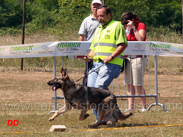 cuccioloni-maschi-boss-di-casa-nosella.jpg - Cuccioloni maschi Boss di Casa Nosella