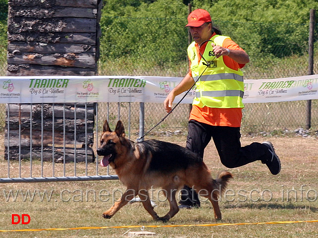 cuccioloni-maschi-ian-von-dax-all-alberone.jpg - Cuccioloni maschi Ian von Dax all'Alberone