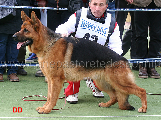 baxter-degli-iapigi-02.jpg - Baxter degli Iapigi 5 MB Giovanissimi maschi