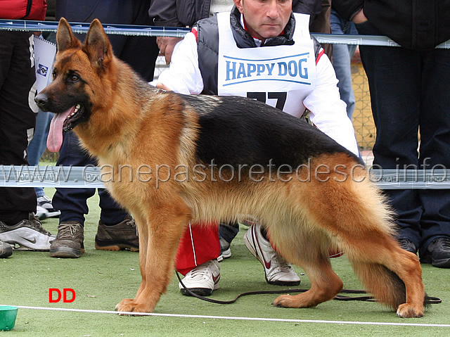 bolla-del-rione-antico-1mb-cucciolone-femmine-.jpg - Bolla del Rione Antico 1 MB Cucciolone femmine 