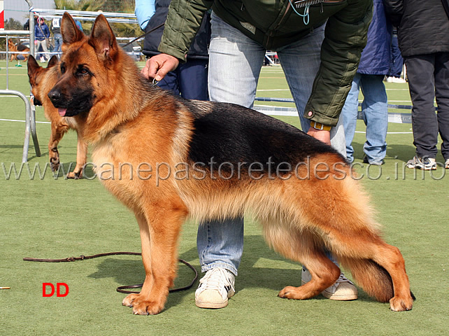 bolla-del-rione-antico-1mb-cucciolone-femmine-02.jpg - Bolla del Rione Antico 1 MB Cucciolone femmine 