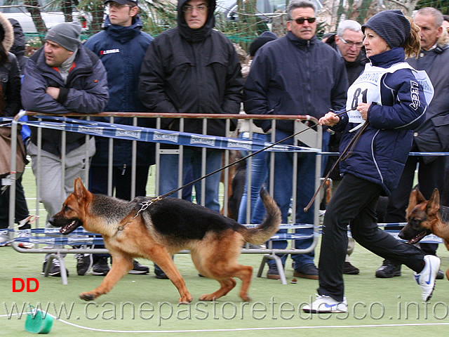 cucciolone-femmine-guenda-degli-iapigi.jpg - Cucciolone femmine Guenda degli Iapigi 