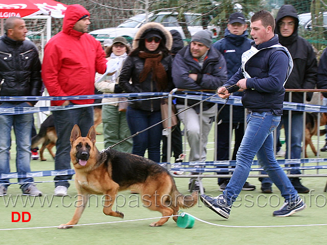 cucciolone-femmine-mirka-di-casa-kaiser.jpg - Cucciolone femmine Mirka di Casa Kaiser