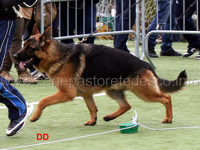 fox-di-ca-san-marco.jpg - Fox di Ca' San Marco 