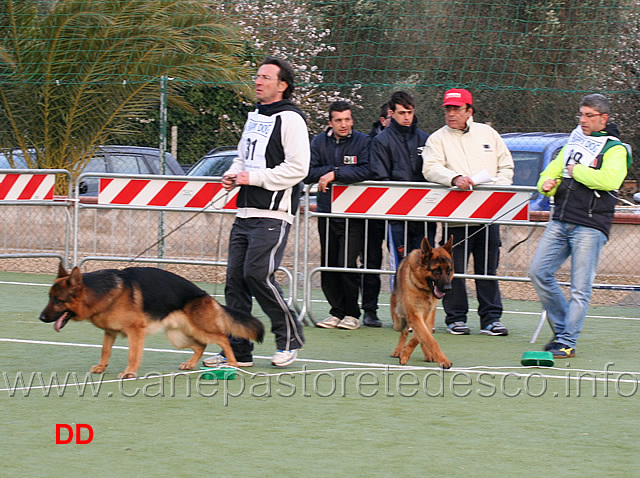 giovani-maschi-uran-degli-iapigi-e-nico-dell-alto-pino.jpg - Giovani maschi Uran degli Iapigi e Nico dell'Alto Pino 