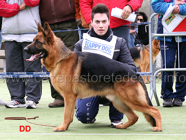 owen-di-torre-saturo-2mb-cuccioloni-maschi.jpg - Owen di Torre Saturo 2 MB Cuccioloni maschi 