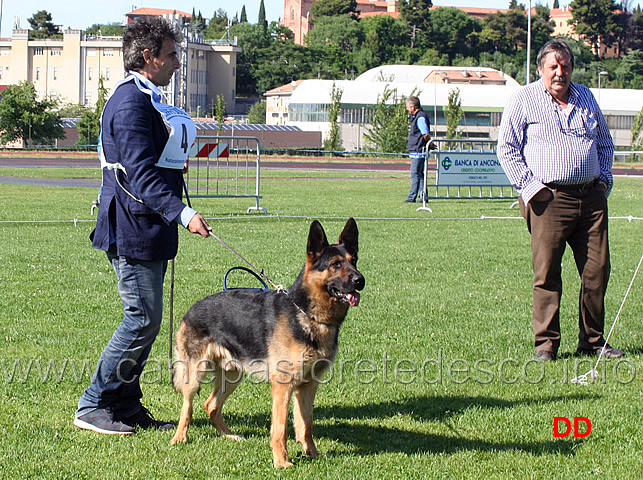 michele-pianelli-presentazione-di-brando-dei-lupi-invicti.jpg - Michele Pianelli presentatore d'eccezione per la ferma di Brando dei Lupi Invicti