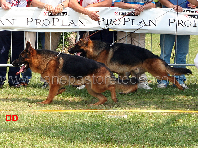 barack-dogshof-e-ekron-della-valle-dei-rovi.jpg - Giovani maschi Barack Dogshof e Ekron della Valle dei Rovi