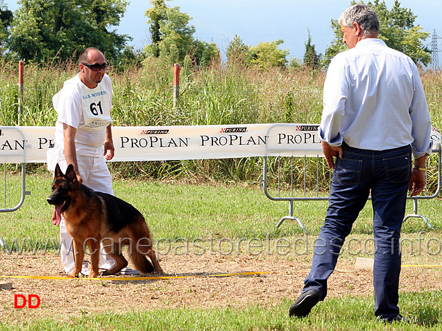 barack-dogshof.jpg - Giovani maschi Barack Dogshof